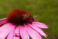 Echinacea purpurea Magnus IMG_0770 Jeżówka purpurowa